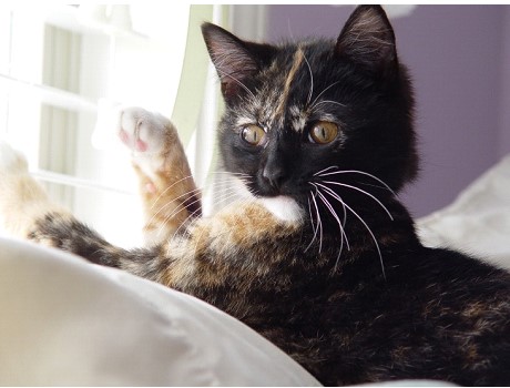 baby kitten