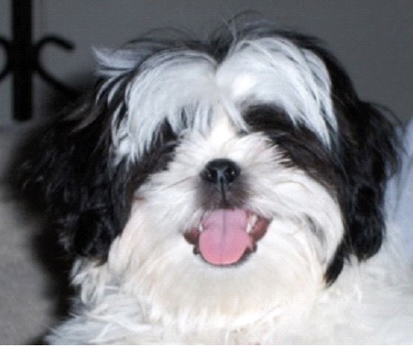 a white dog