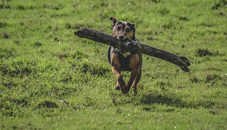 dog running with a huge branch