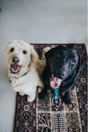 dog3