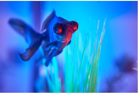 dark blue fish in the water
