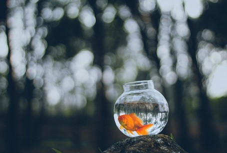 fish in a bowl
